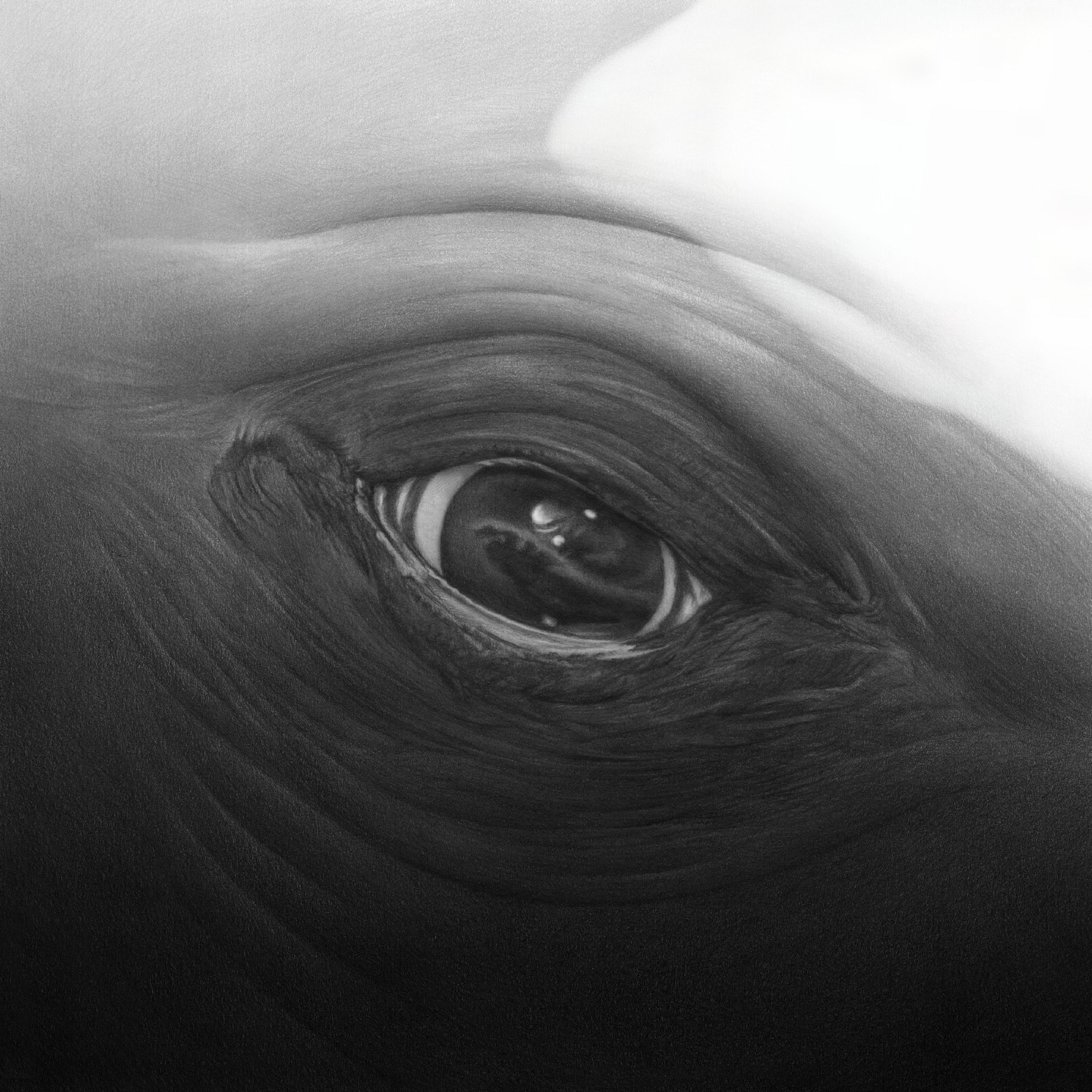 Episode 1: Save The Whale by Serial Productions and the New York Times
