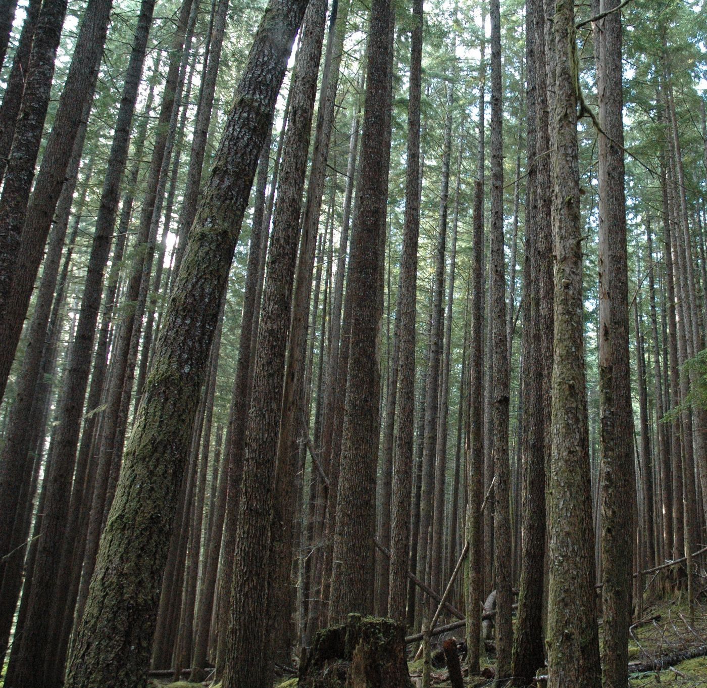 From Tree to Shining Tree by WNYC Studios