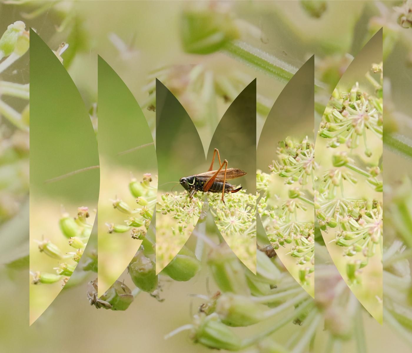 Frailmales by WNYC Studios