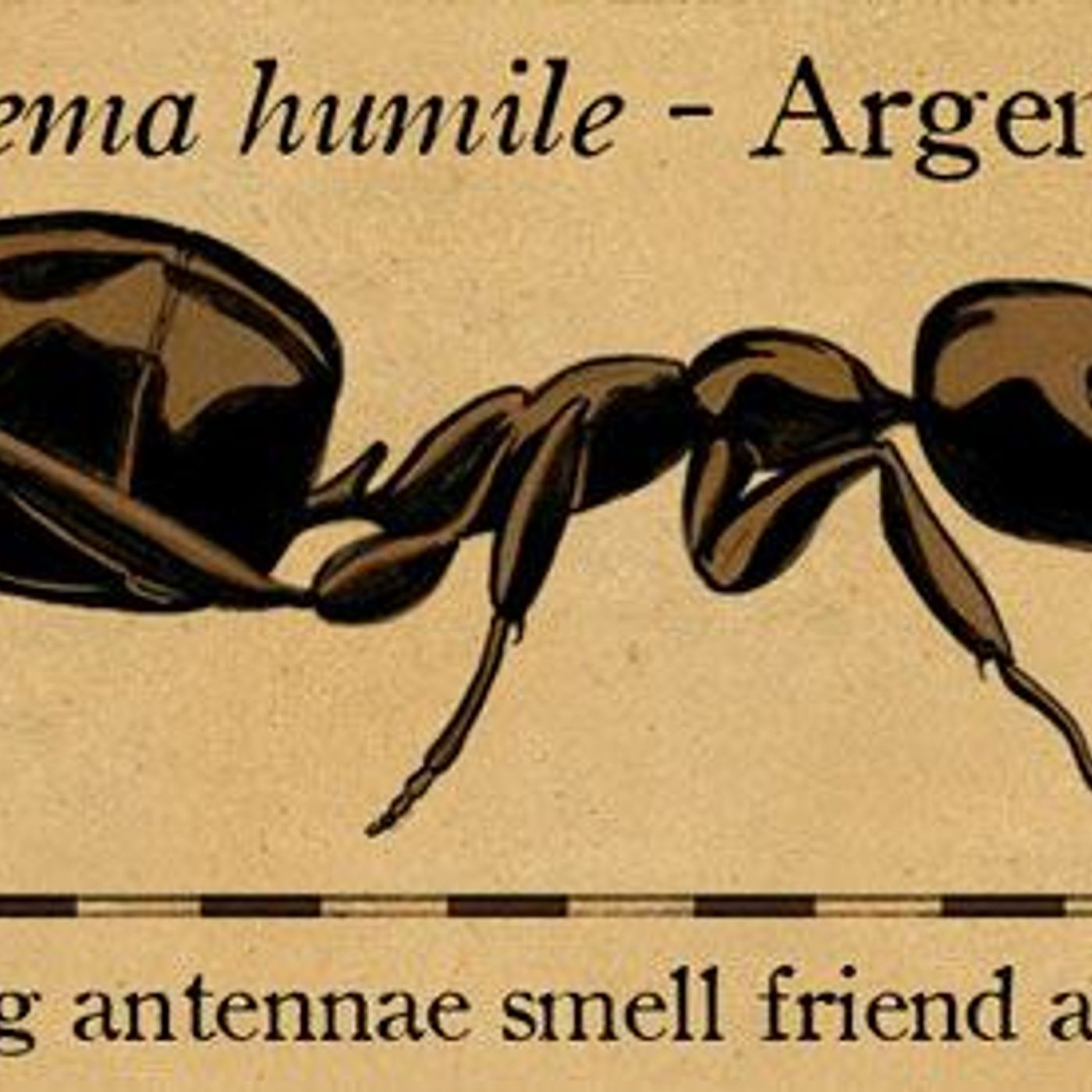 Argentine Invasion by WNYC Studios