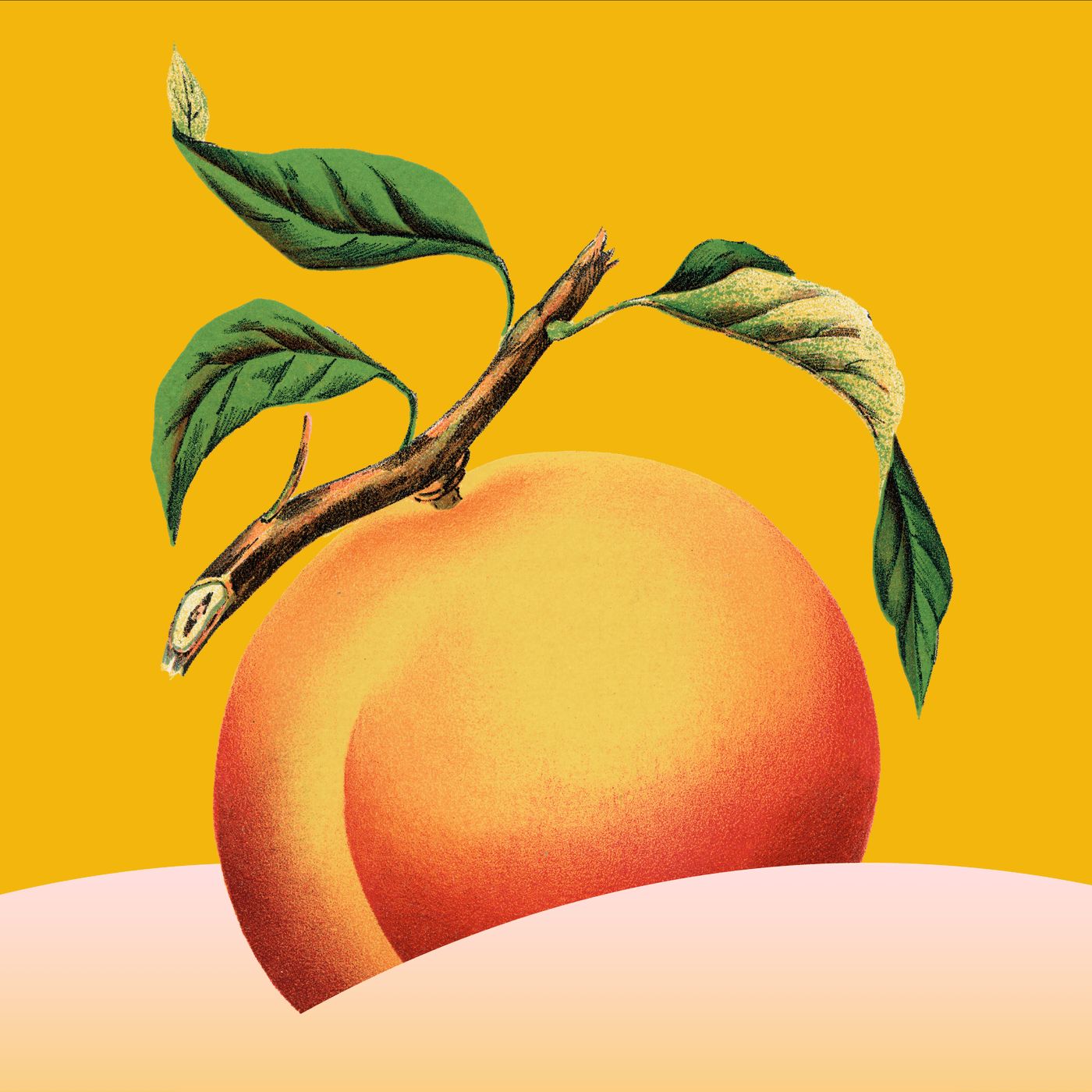 Butt Stuff by WNYC Studios