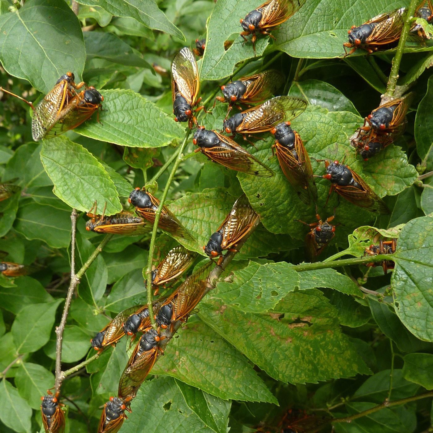 The Septendecennial Sing-Along by WNYC Studios