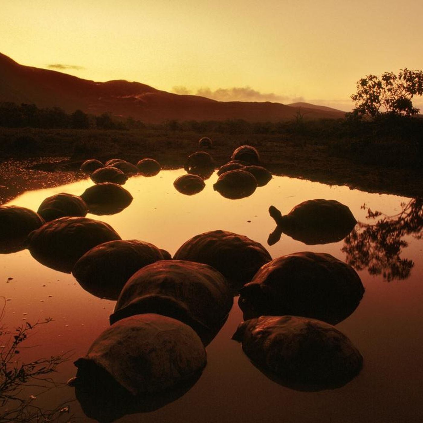 Galapagos by WNYC Studios