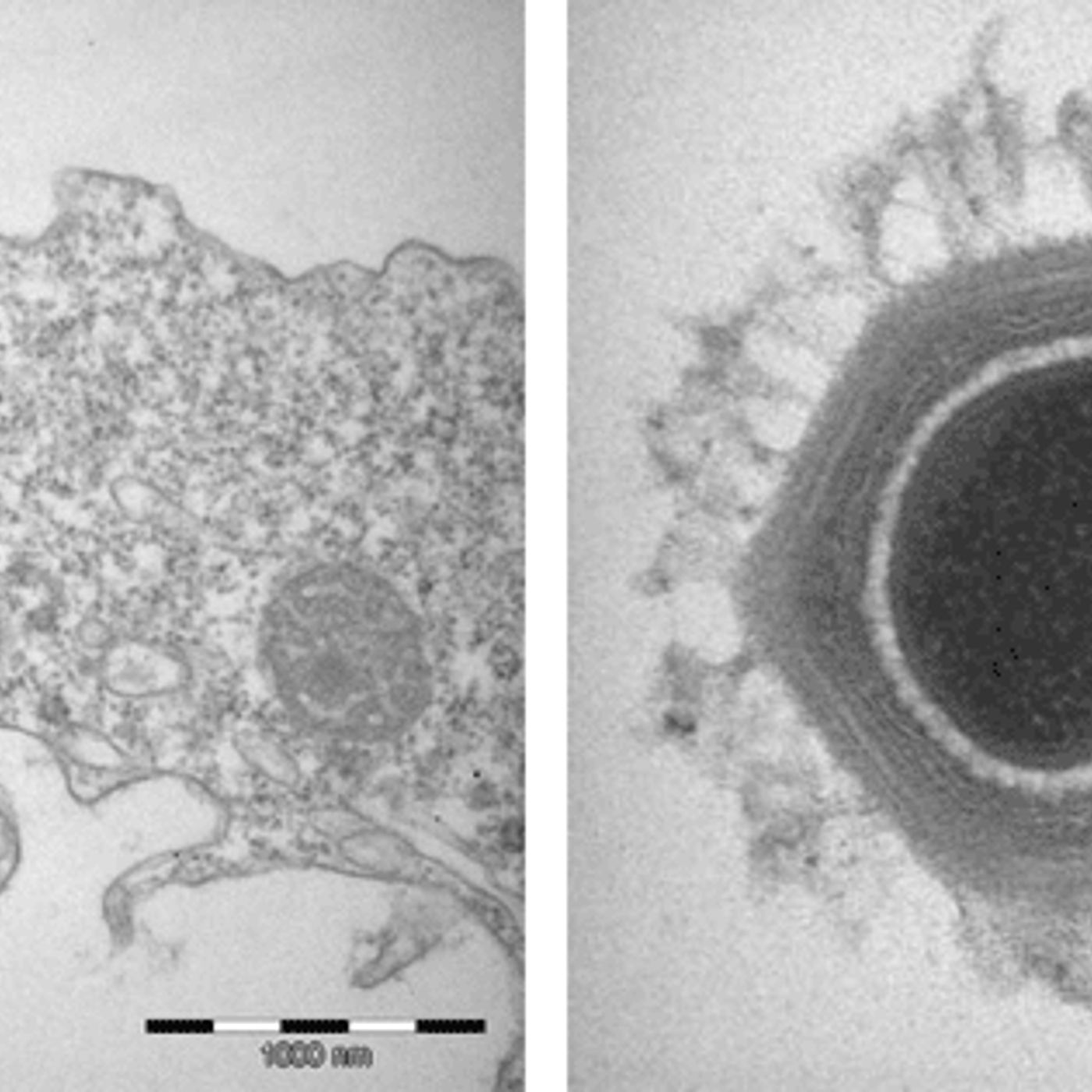 Shrink by WNYC Studios