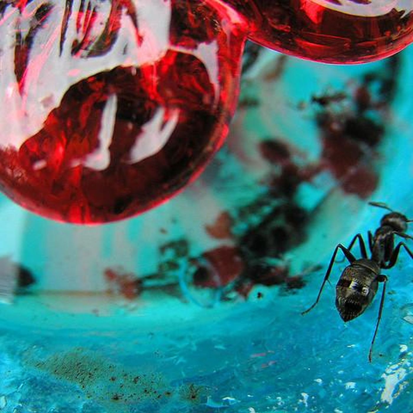 Chasing Bugs by WNYC Studios