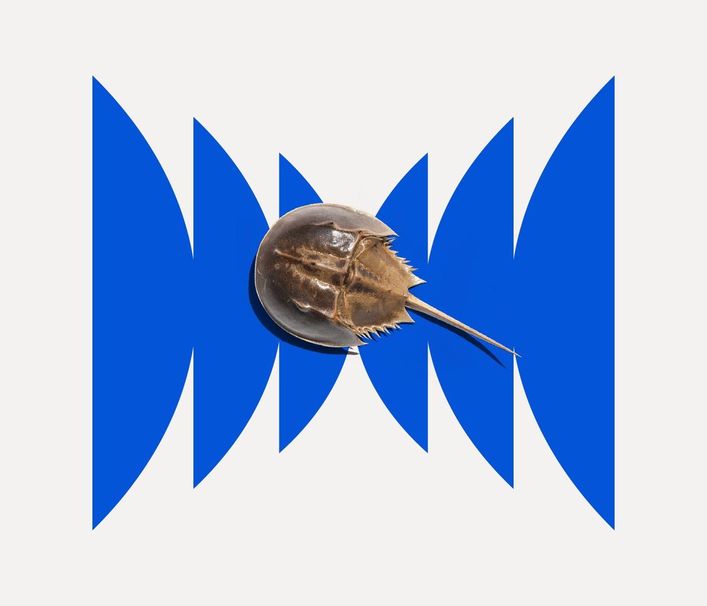 Baby Blue Blood Drive by WNYC Studios