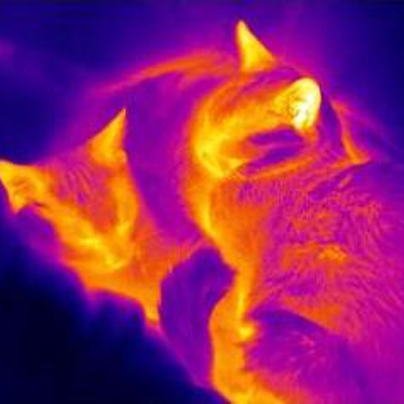 Kleptotherms by WNYC Studios