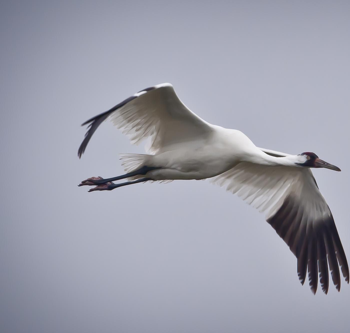 For the Birds by WNYC Studios