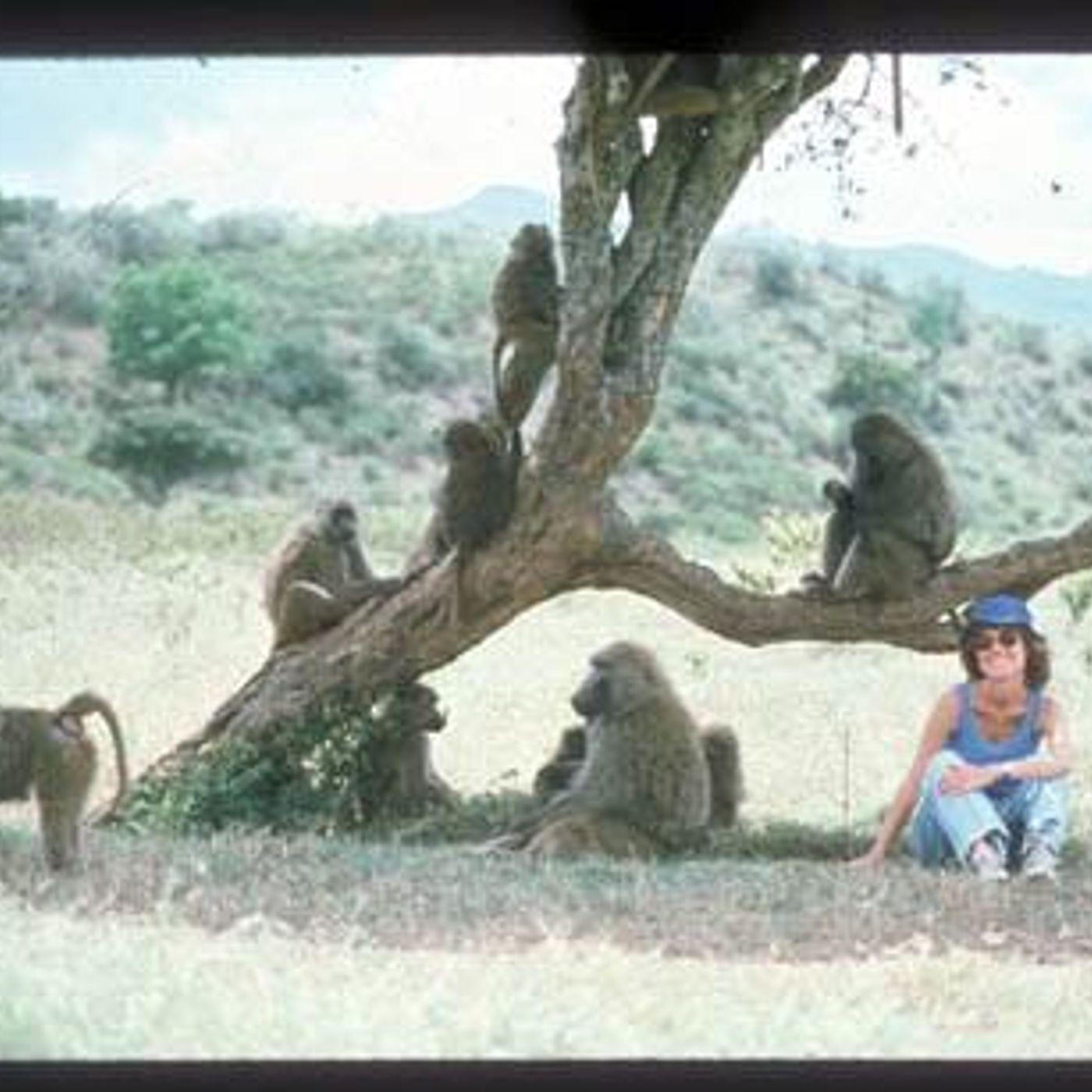 The Shy Baboon by WNYC Studios