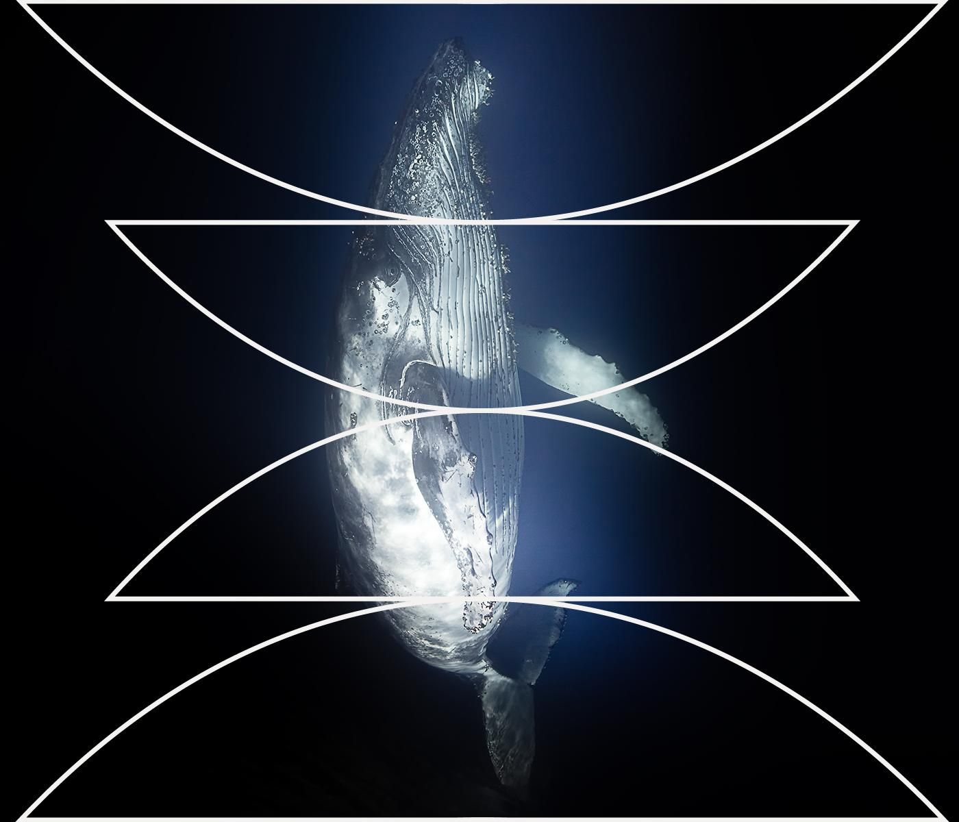 The Humpback and the Killer by WNYC Studios