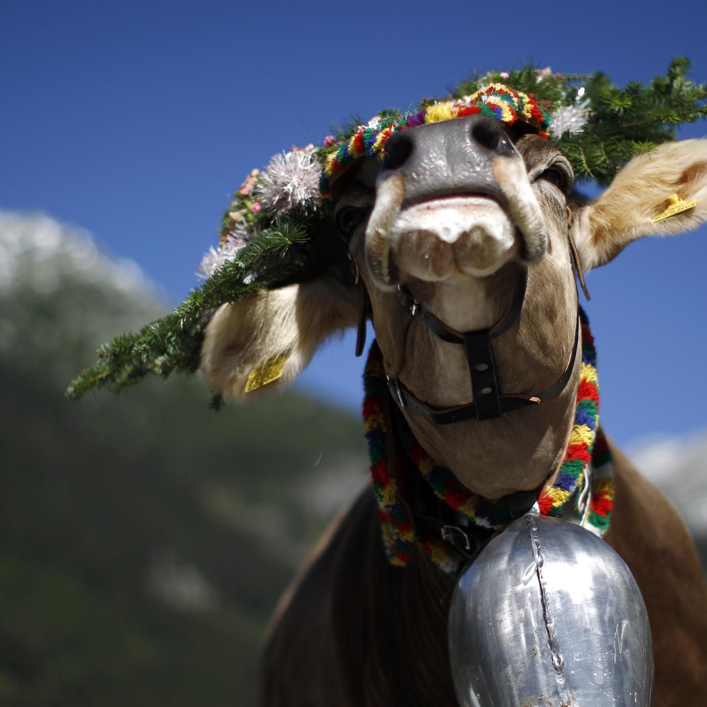 For Whom the Cowbell Tolls by WNYC Studios