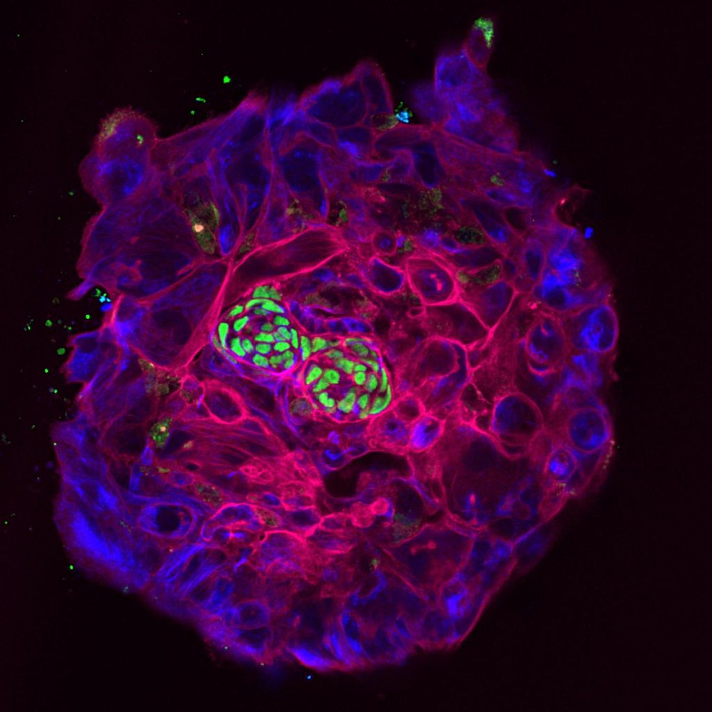 The Primitive Streak by WNYC Studios