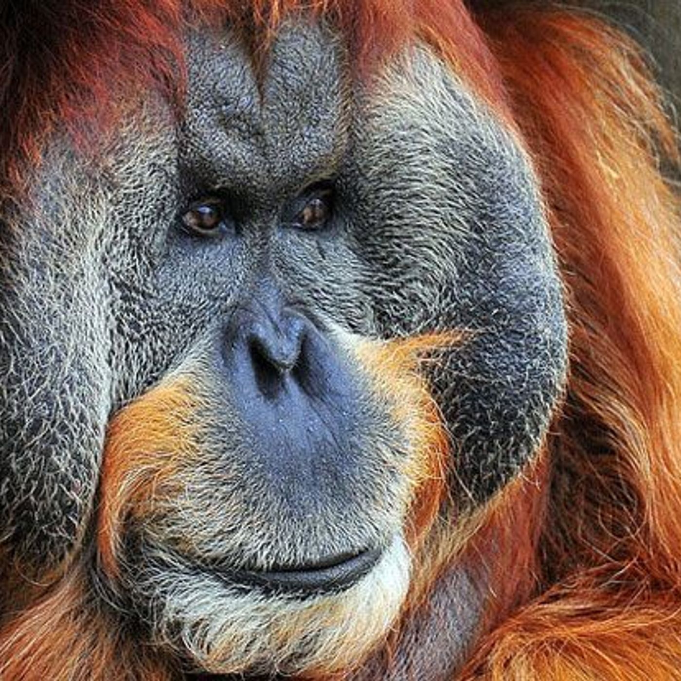 Fu Manchu by WNYC Studios