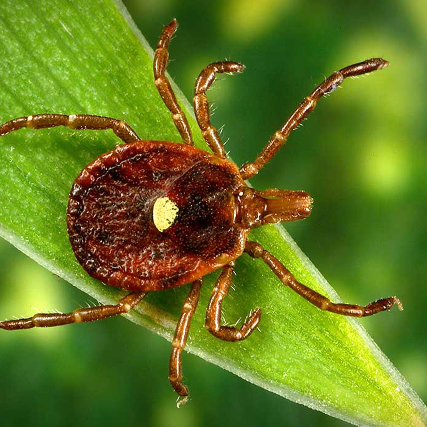 Return of Alpha Gal by WNYC Studios