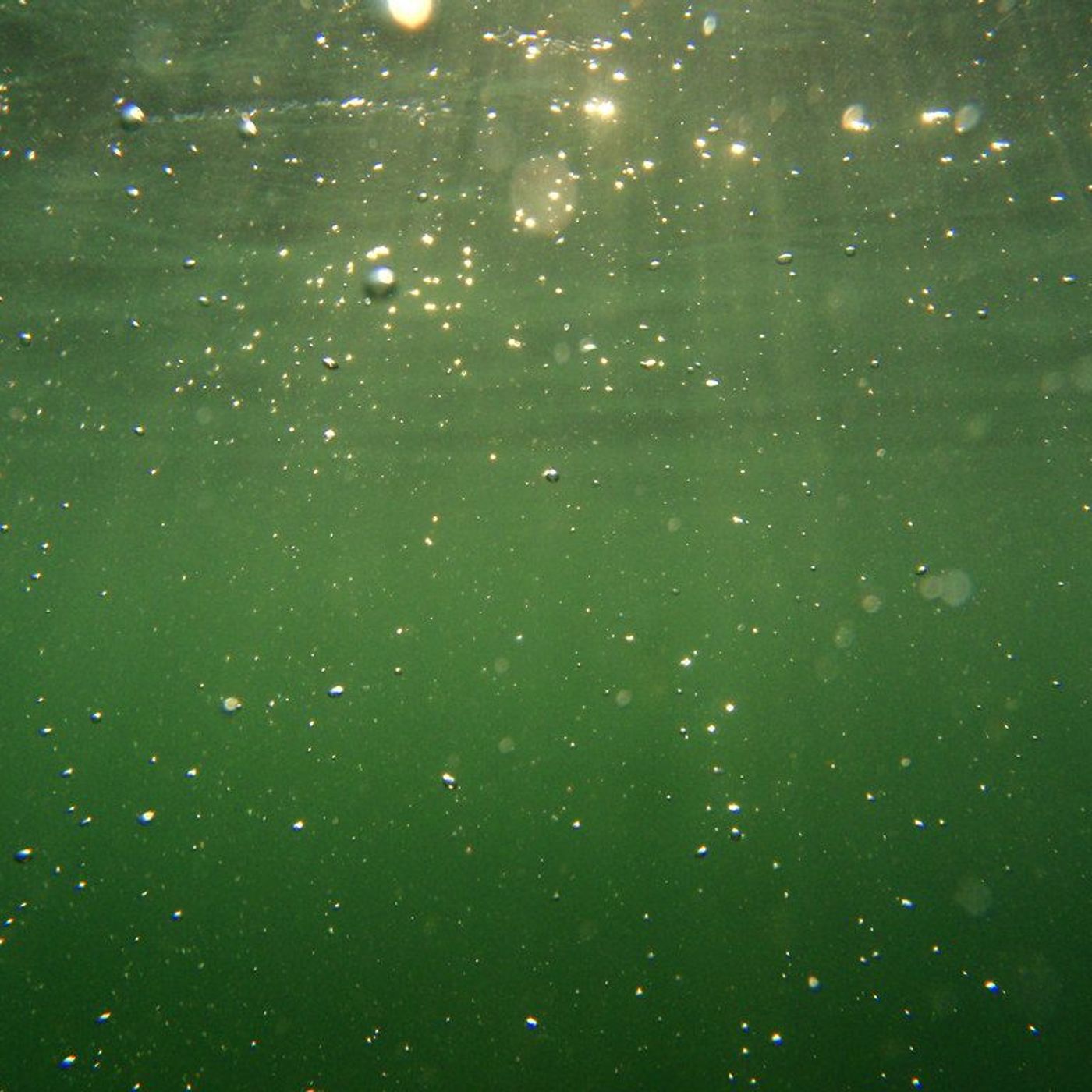 Red Herring by WNYC Studios