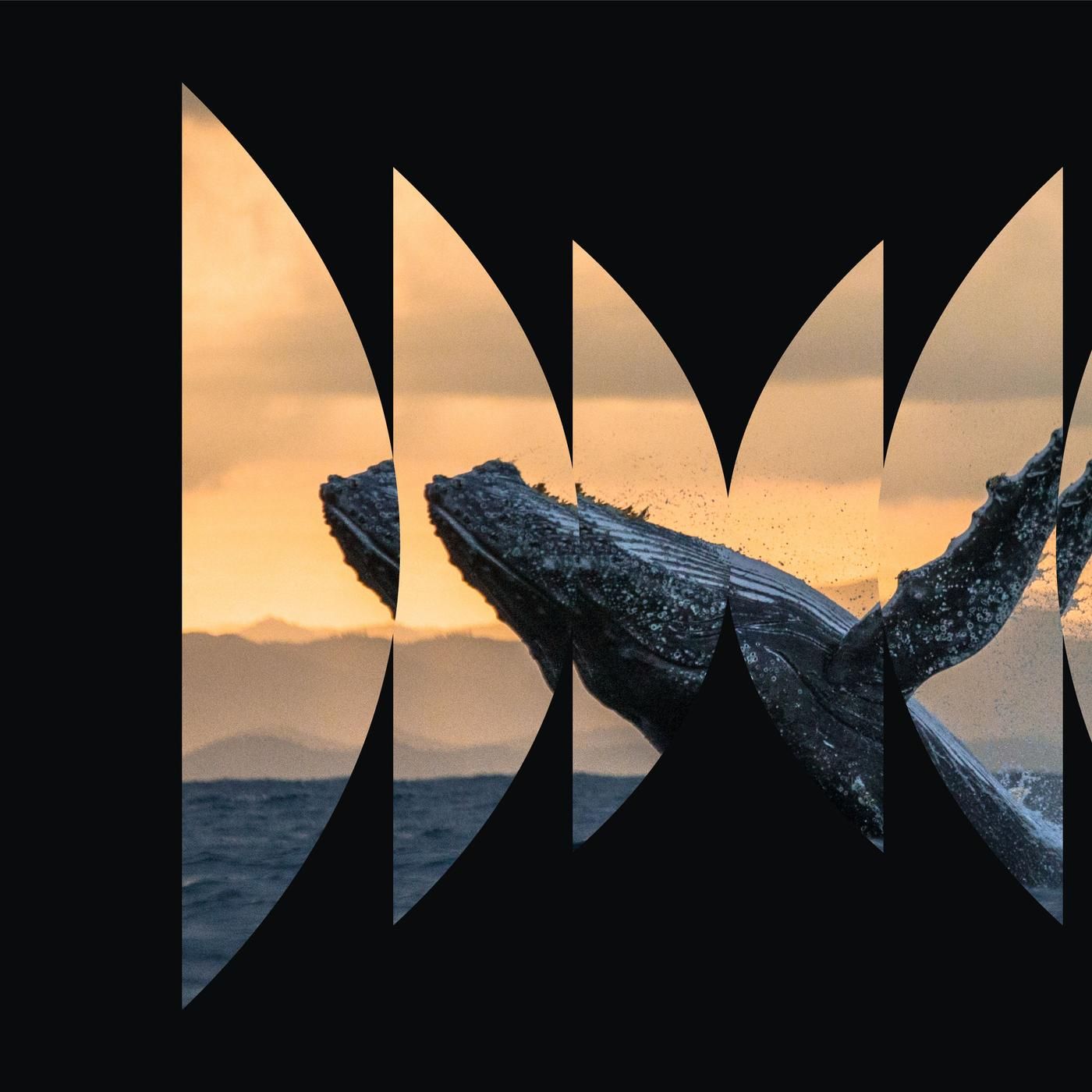 Animal Minds by WNYC Studios