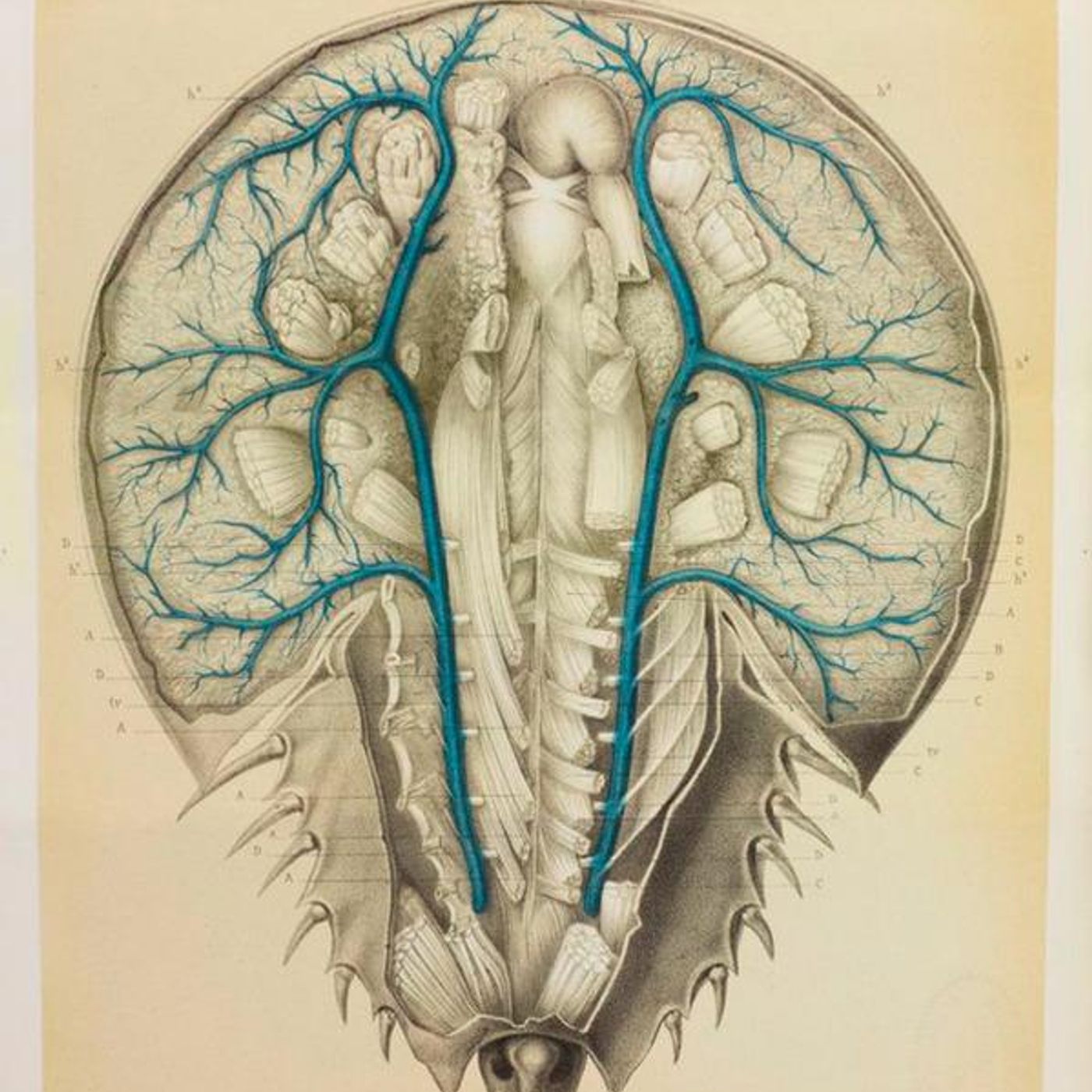 Baby Blue Blood Drive by WNYC Studios