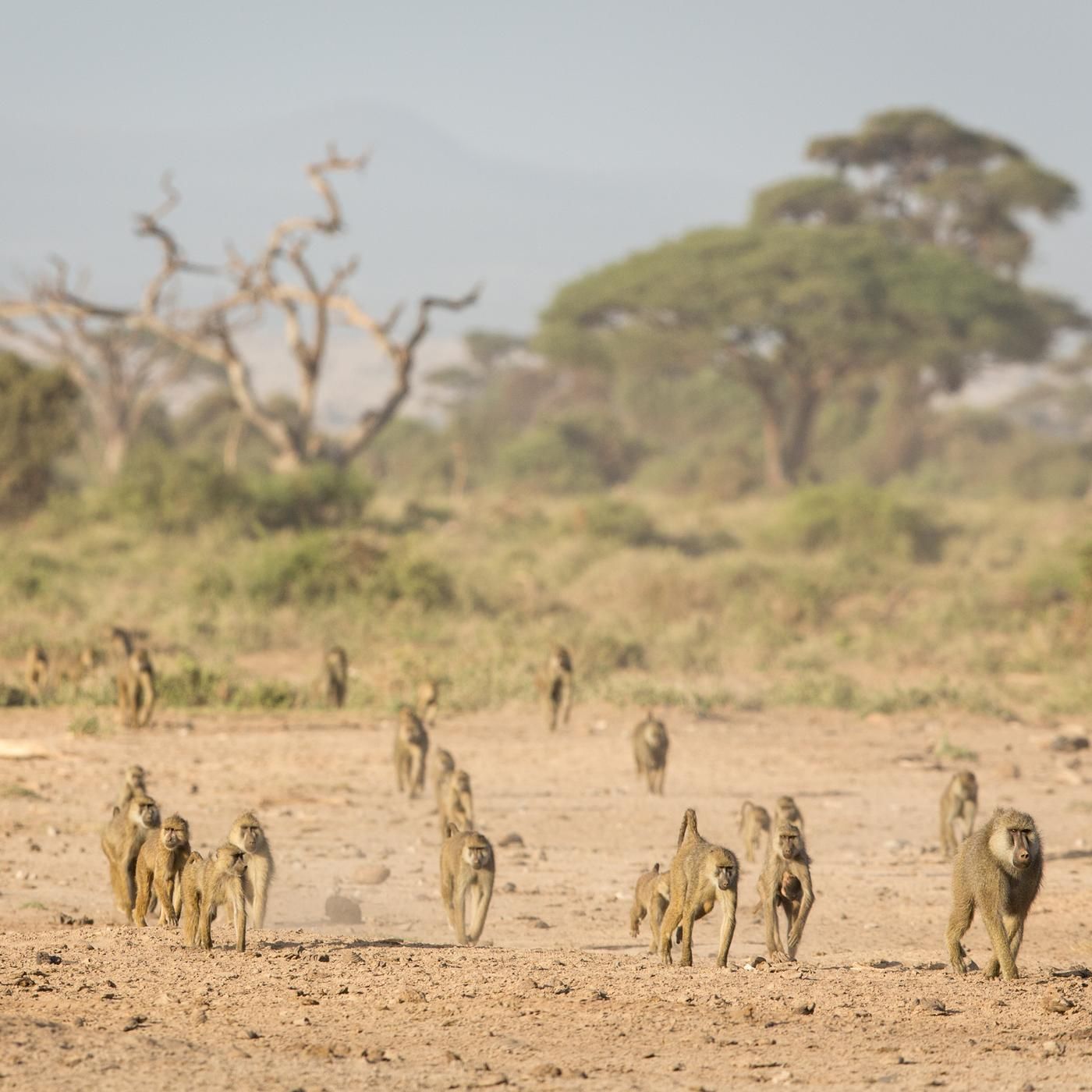 How to Win Friends and Influence Baboons by WNYC Studios