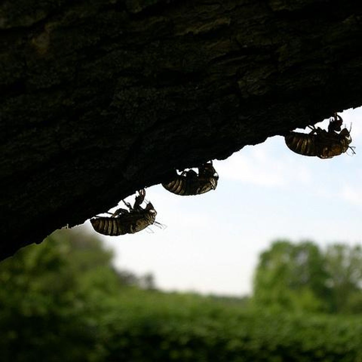 REBROADCAST: Emergence by WNYC Studios