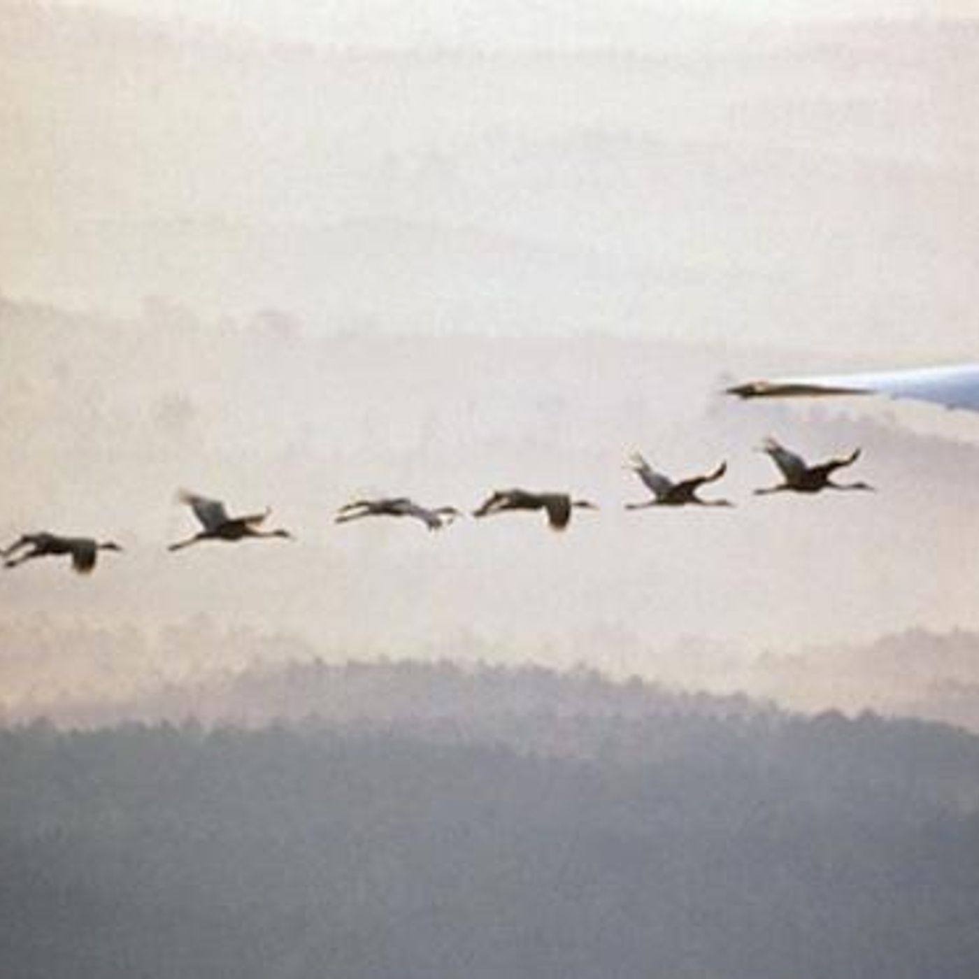 Raising Crane by WNYC Studios