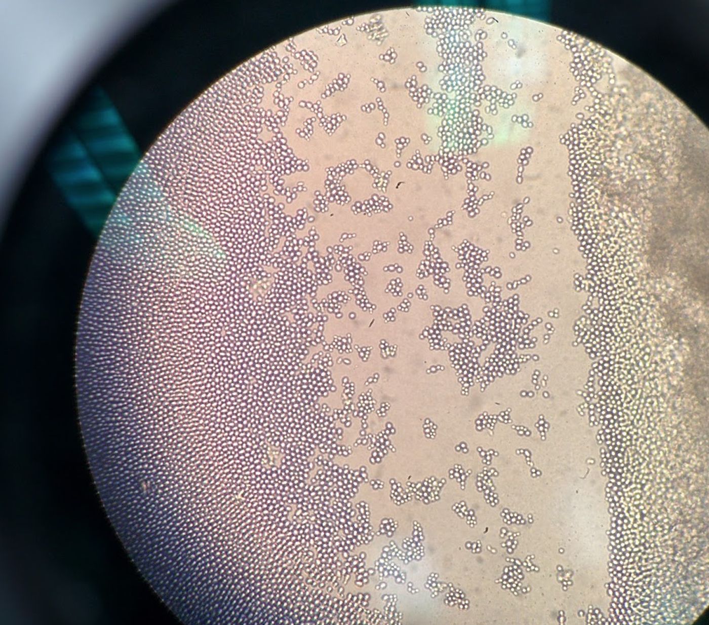 Fungus Amungus by WNYC Studios