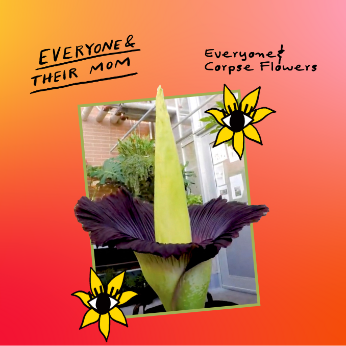 Everyone & Corpse Flowers by NPR