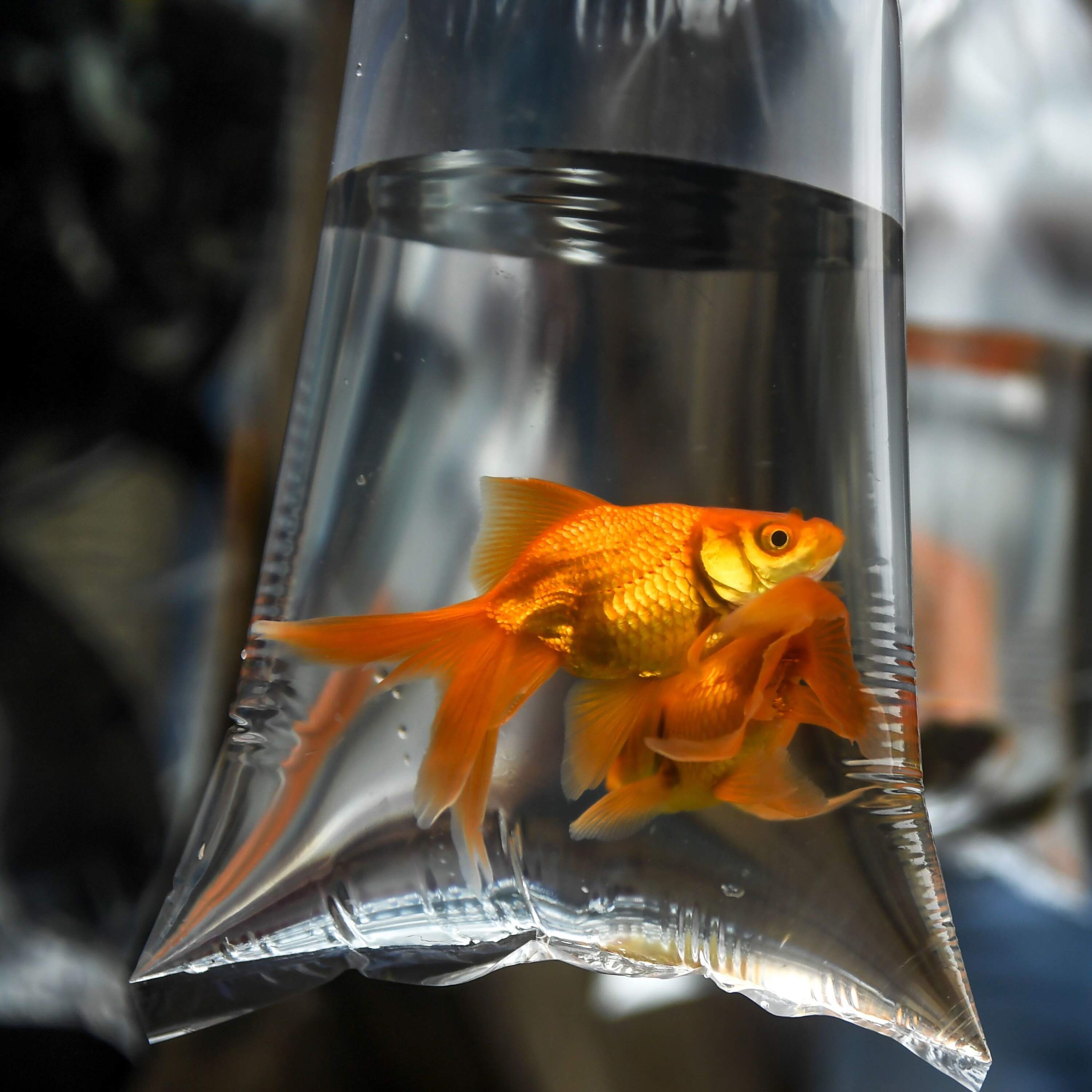 You asked for coupons, Delaware, and the truth about goldfish by NPR