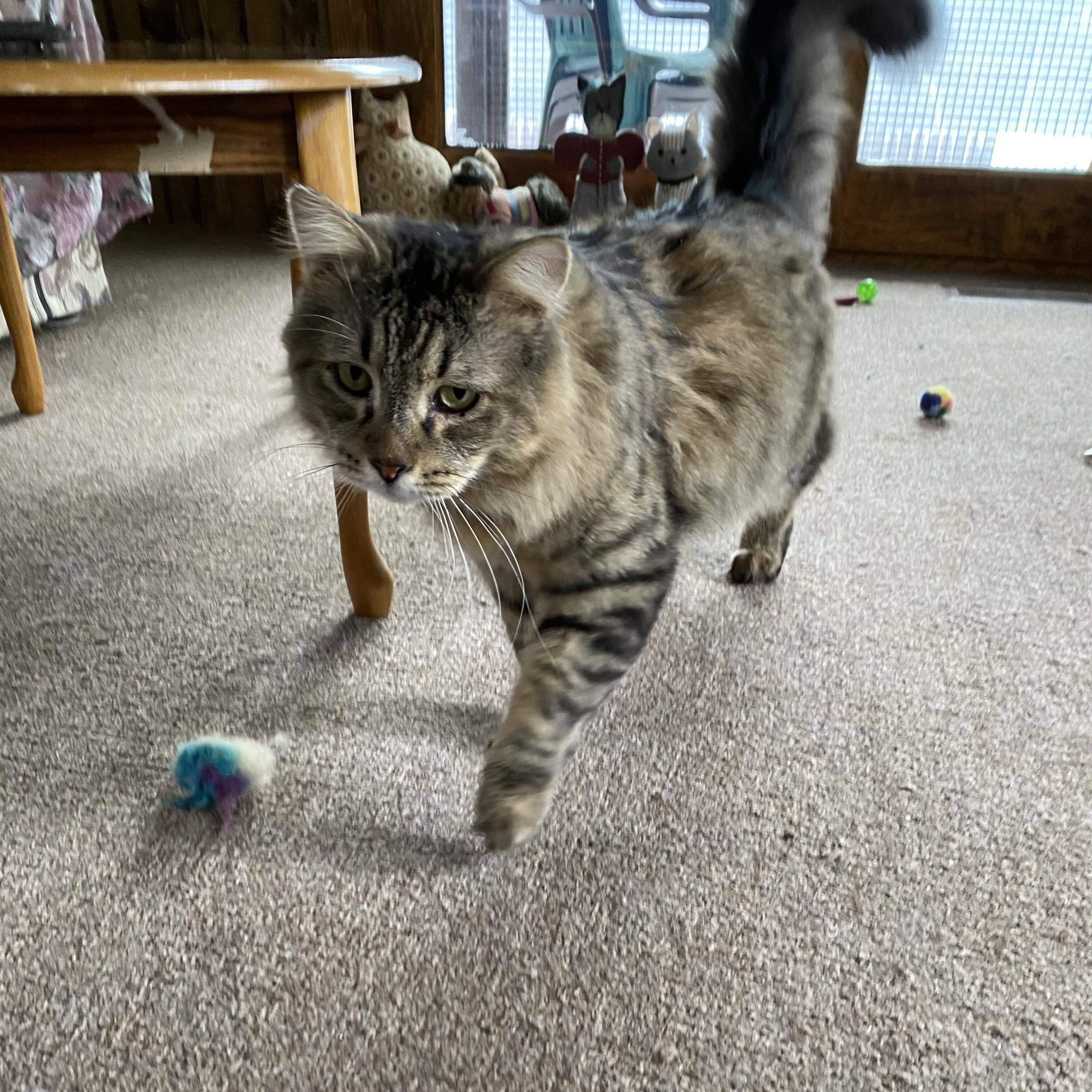 Meow Money Meow Problems by NPR