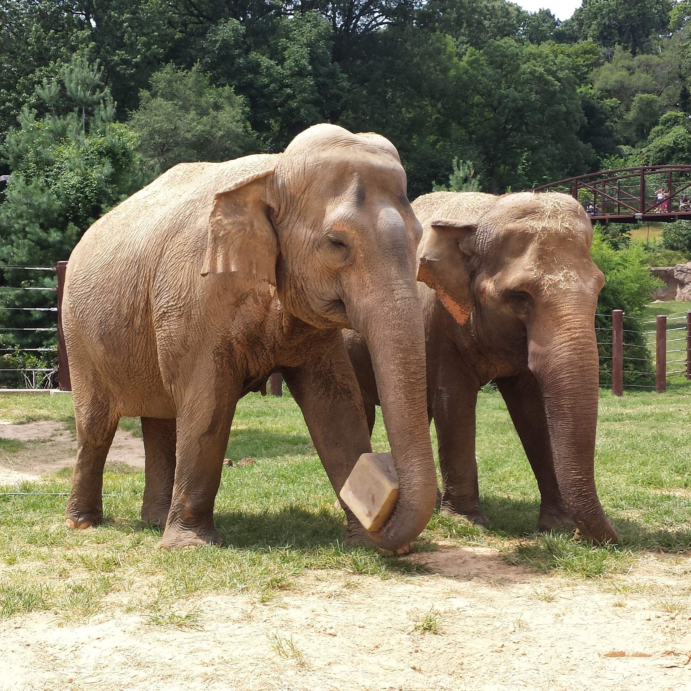 The zoo economy (classic) by NPR