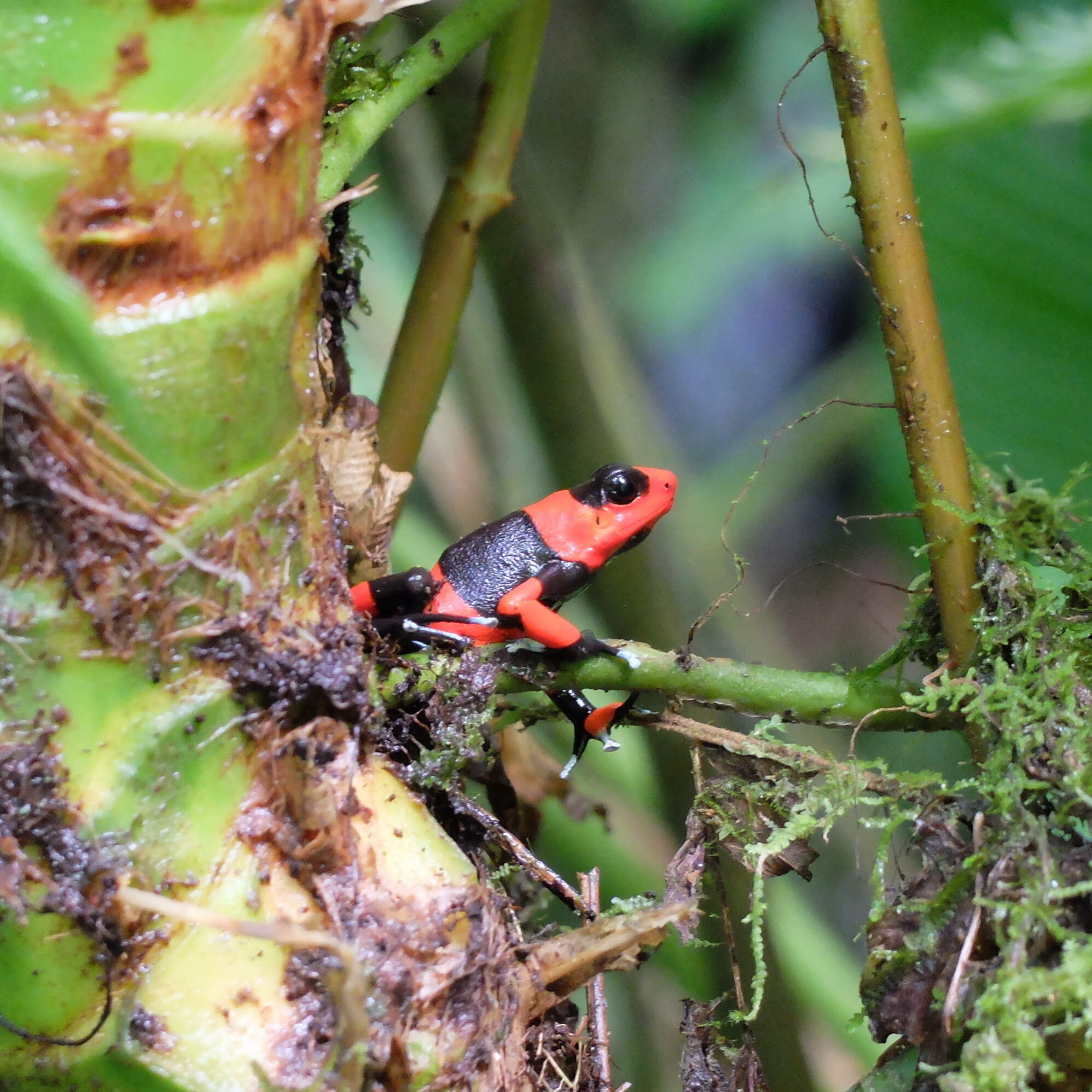 Supply, demand, extinction by NPR