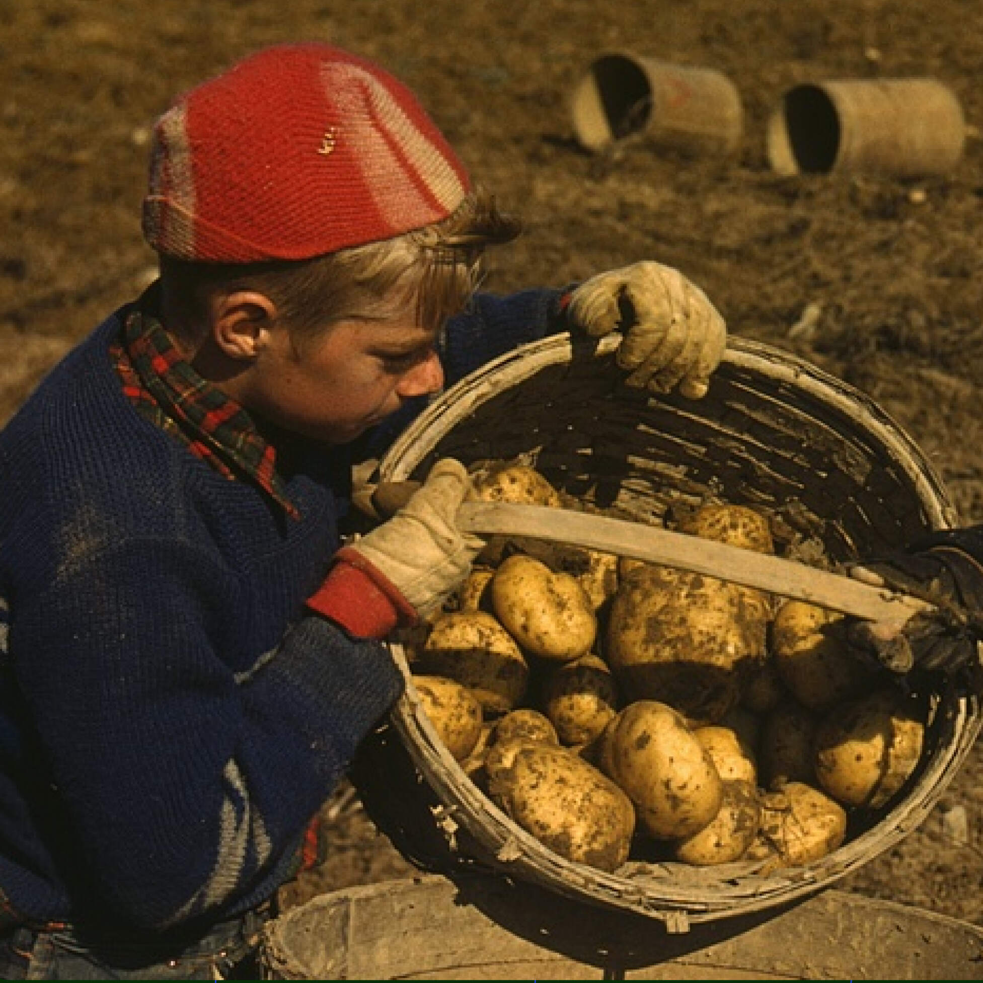 The Maine Potato War of 1976 by NPR