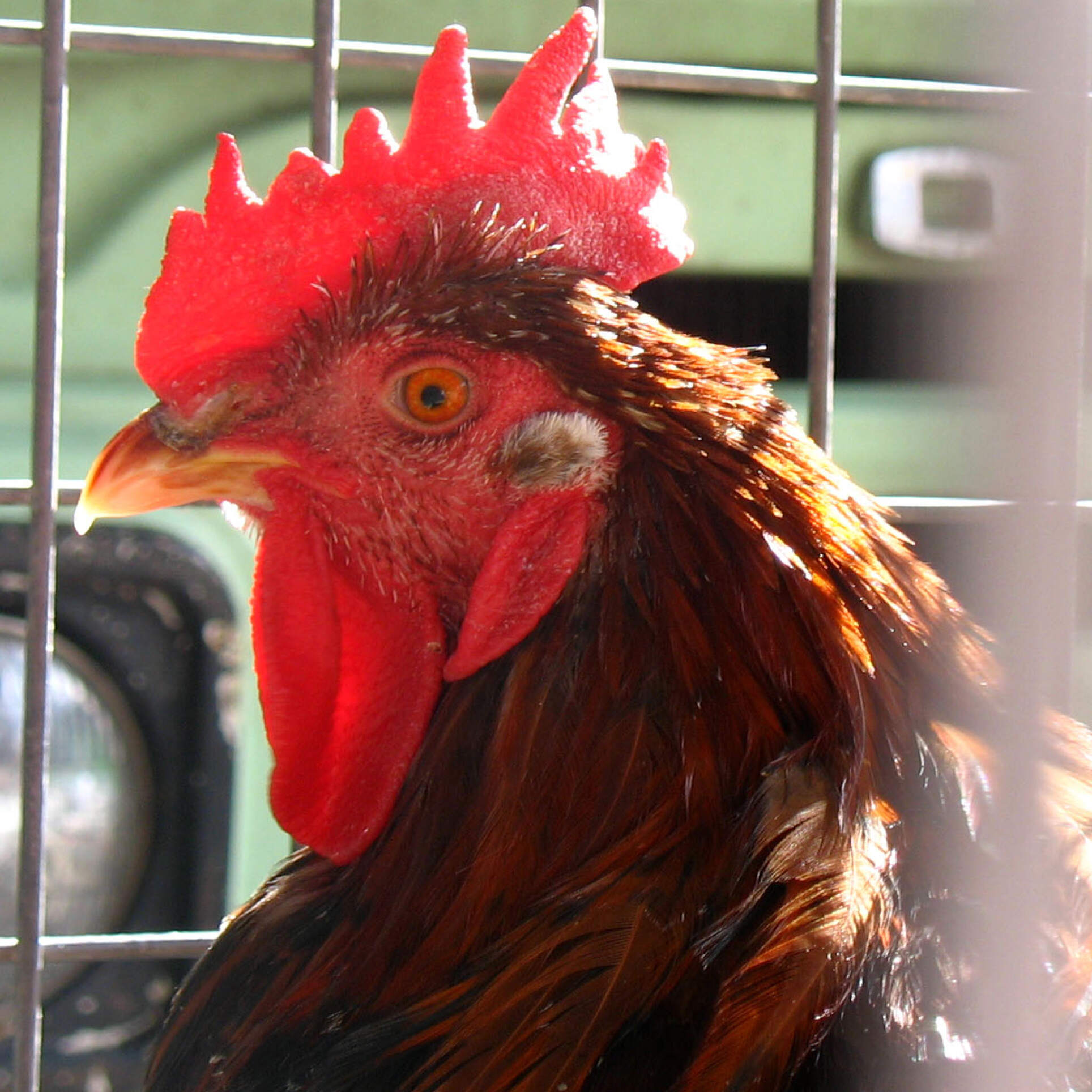 The Chicken Tax (Classic) by NPR