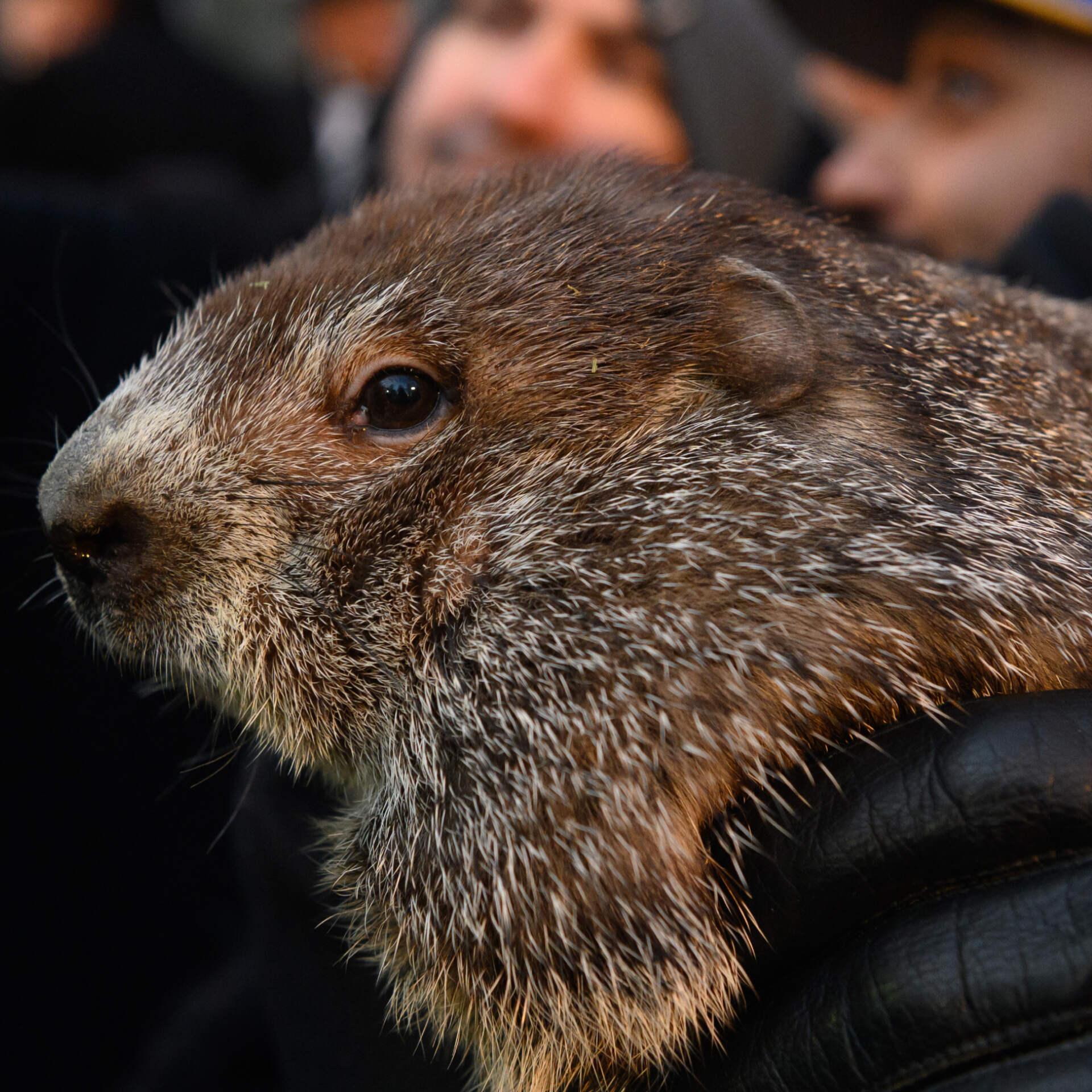 Groundhog Day 2024: Trademark, bankruptcy, and the dollar that failed by NPR