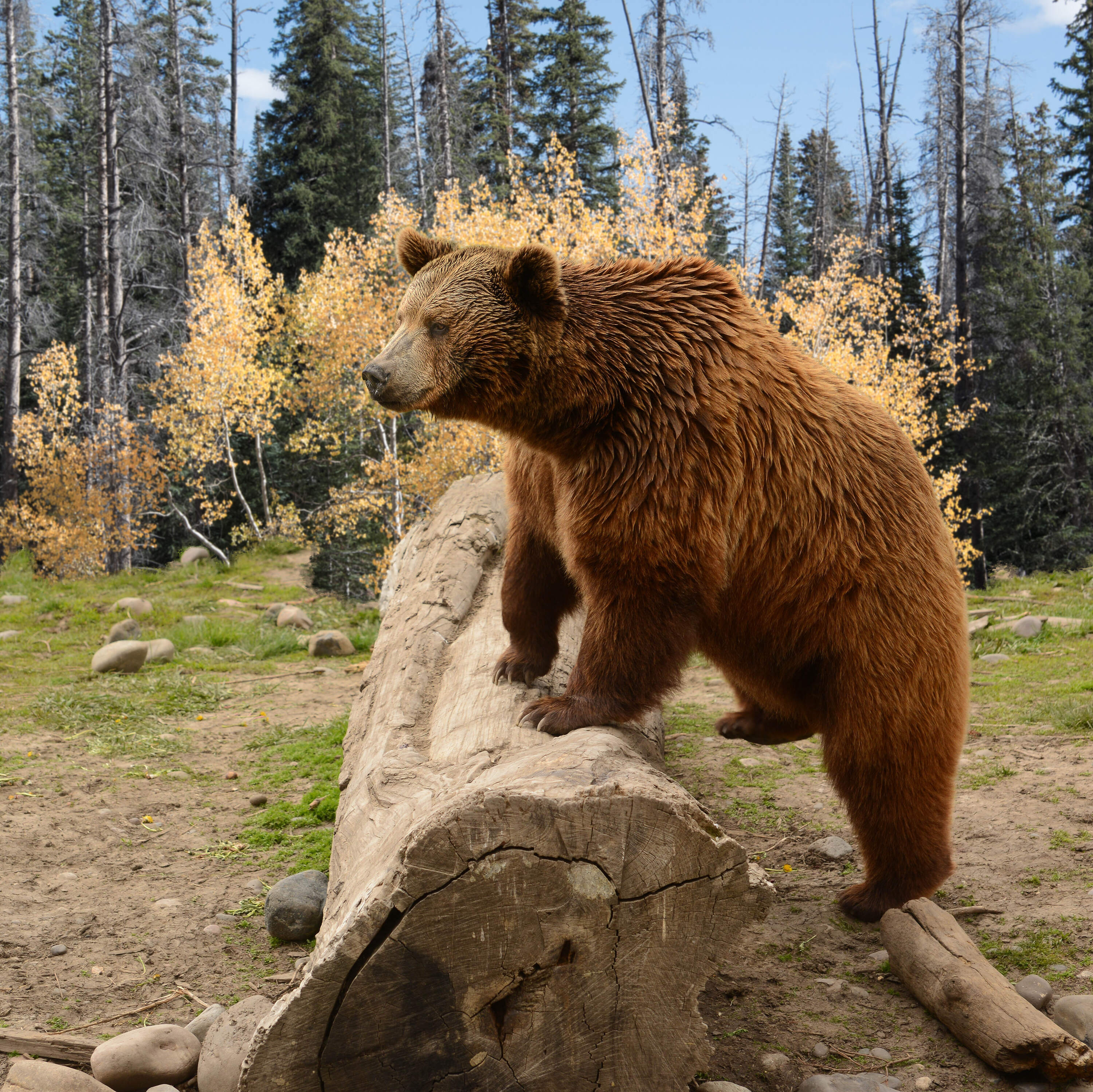 The Wide Open by NPR