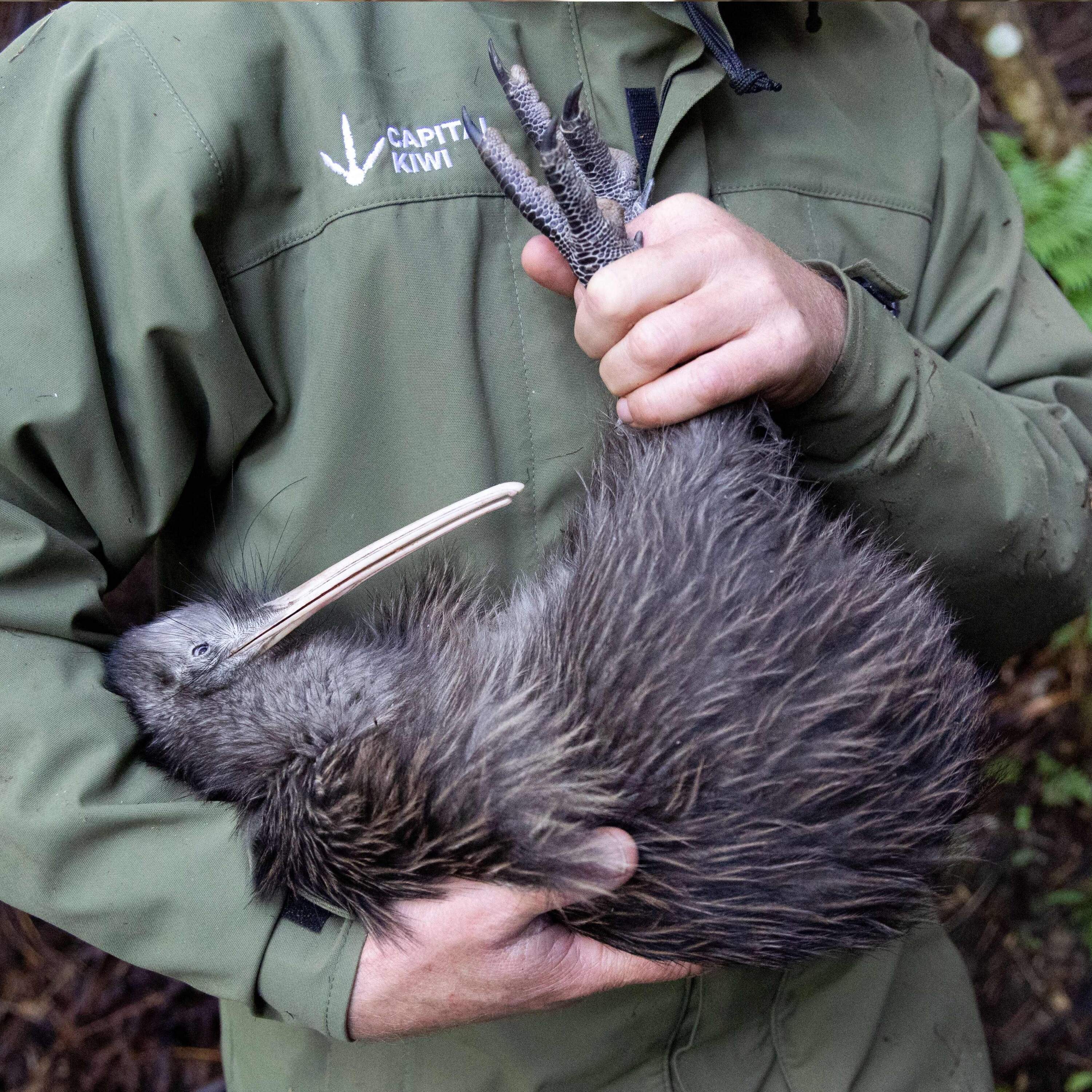 Kiwi vs. Predator by NPR