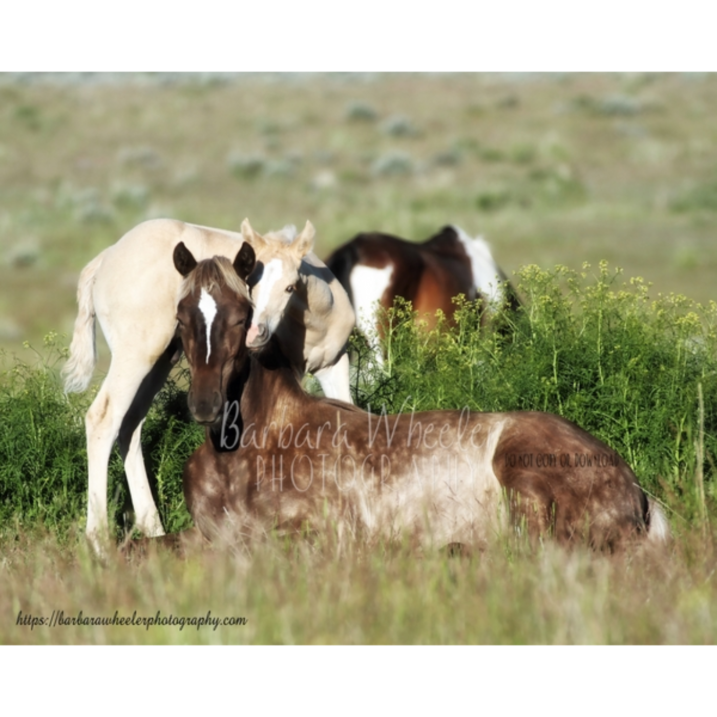 Barbara Wheeler: Photographer of Wild Horses by Camron Adibi