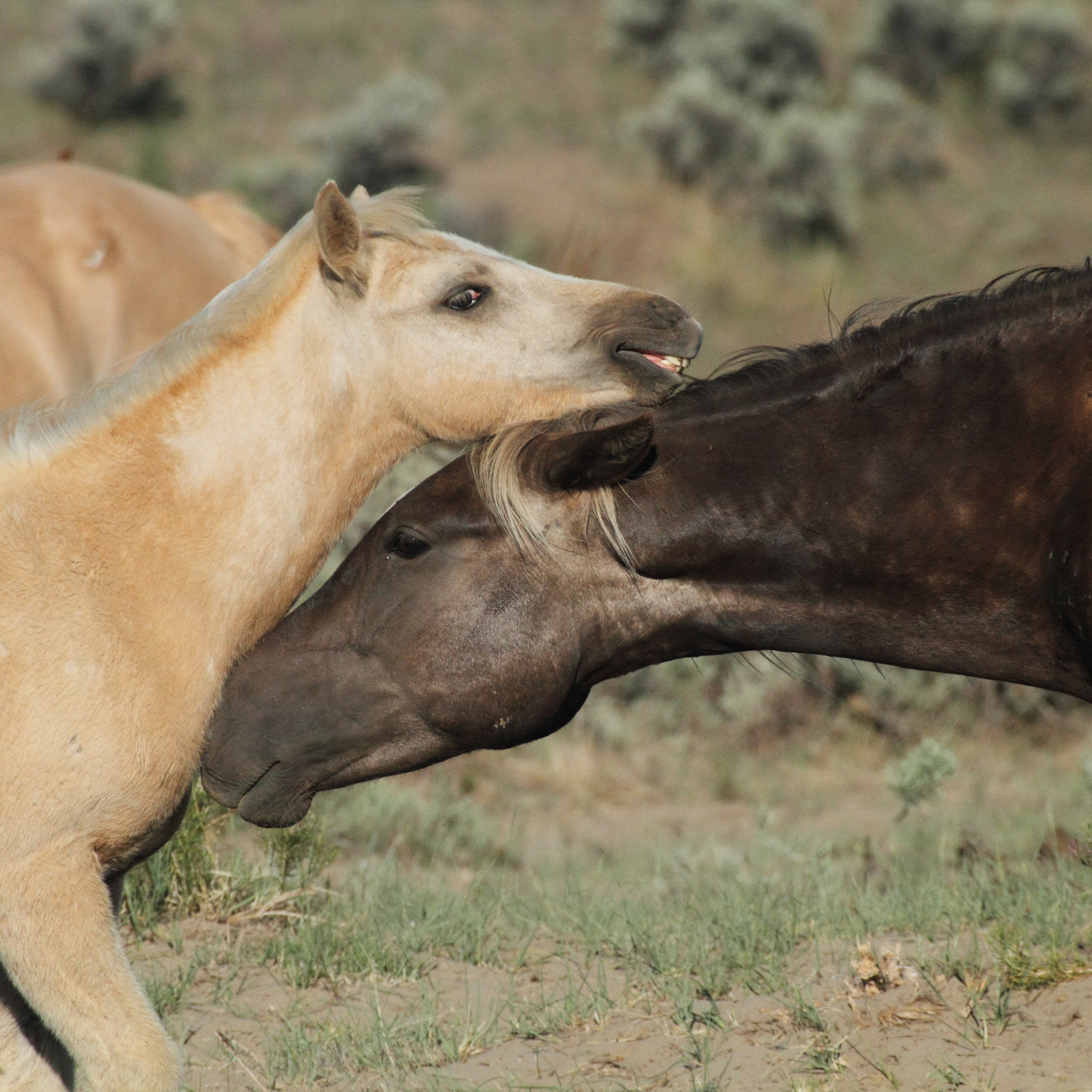 Wild Herd Dynamics with Mary Ann Simonds and Barbara Wheeler, Part 2 by Camron Adibi